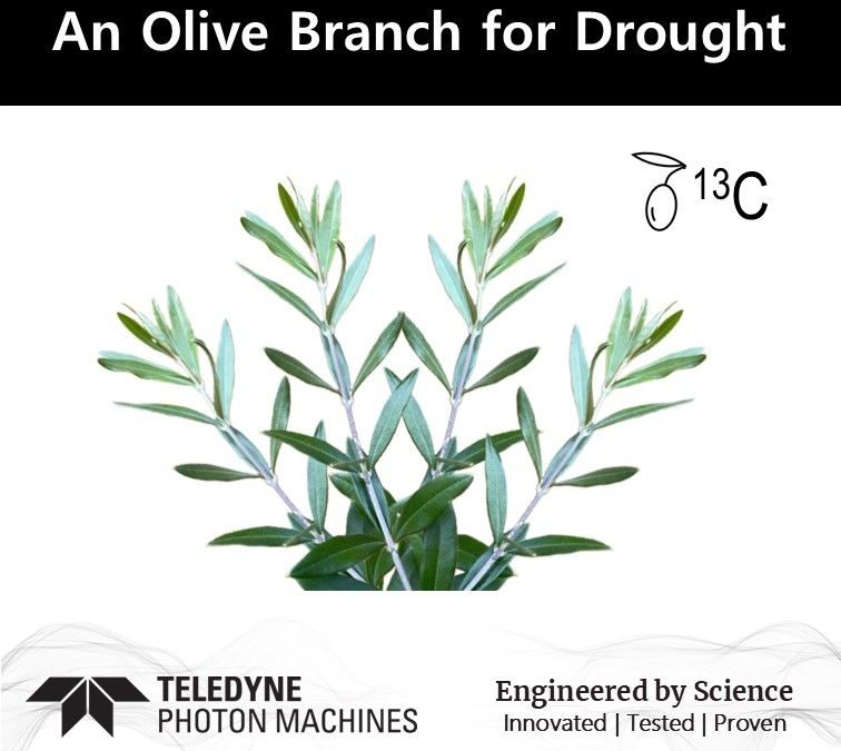 New Research Alert: Drought Resilience in Olive Cultivars