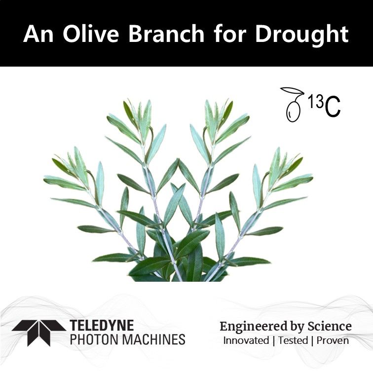 Drought Resilience in Olive Cultivars 